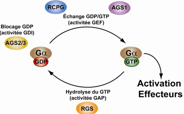 Figure 8: Cycle d'activation / désactivation de Gα 