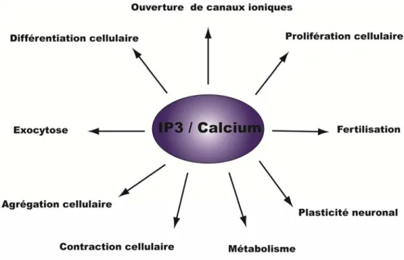 Figure 9: Fonctions biologiques du calcium 