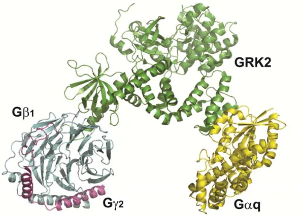 Figure 10: Structure de GRK2 en interaction avec la protéine G hétérotrimérique 