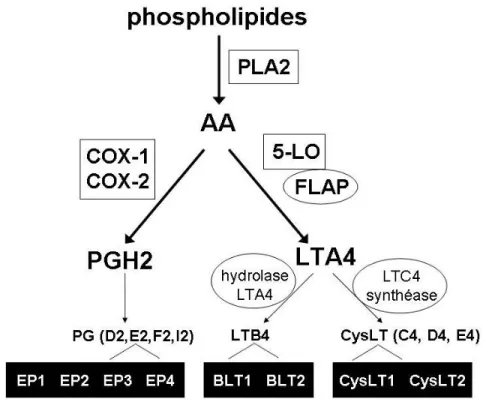 Figure 3. Voies de biosynthèse des eicosanoïdes et leurs récepteurs. La  phospholipase A2 libère l’arachidonate pour être converti en PGH2 par la COX-1 et  la COX-2 ou en LTA4 par la 5-LO