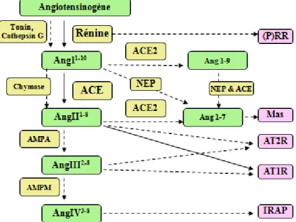 Figure 3. Le système rénine-angiotensine élargi tel qu'il est défini à ce jour. 