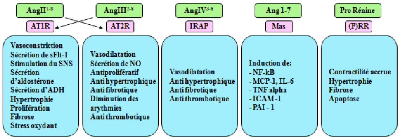 Figure 4. Effets induits par les différents peptides du système rénine-angiotensine  via leurs récepteurs respectifs
