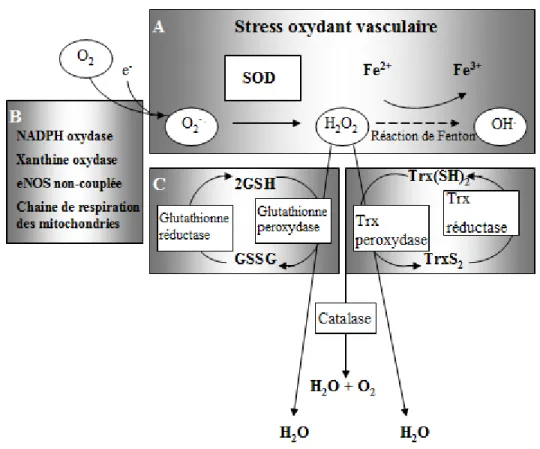 Figure 5. Enzymes impliquées dans l'activation et l'inactivation des ROS. 