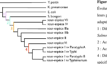 Figure 1 : Arbre évolutif  Évolution des salmonelles et de  leurs plus proches descendants  adapté de (27)