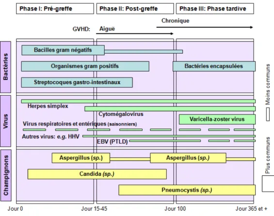 Figure 6. Compilation des principales infections associées aux TCSH durant  la période pré- et post-transplantation (adaptée de Tomblyn et al., 2009)