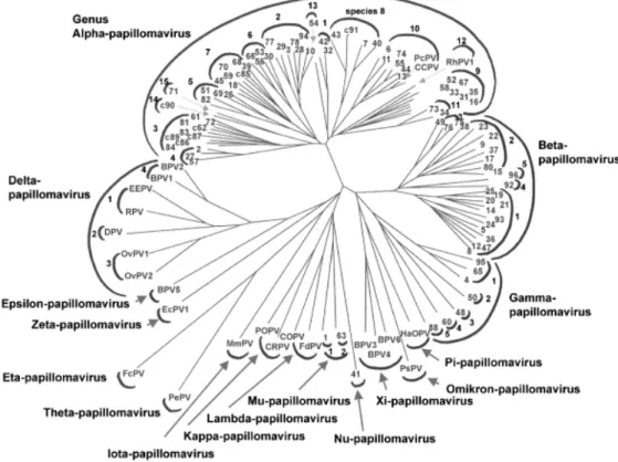 Figure I : Arbre phylogénétique basé sur l’alignement de la séquence de  l’ORF de la protéine L1 de 118 types de VPH