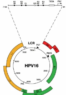Figure II : Illustration schématisée du génome circulaire de 7904 paires de  bases de VPH-16 avec ses deux promoteurs illustrés par des flèches noires