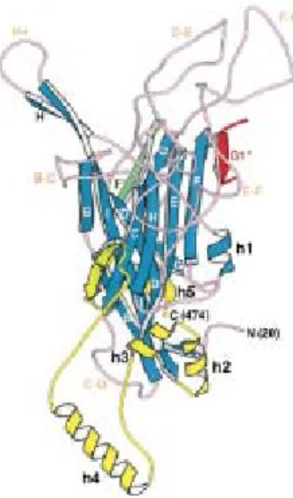 Figure IX : Représentation de la protéine L1. Les feuillets en bleu  appartiennent au « Jelly roll β sandwich », les boucles en rose assurent la  connexion entre les différents domaines