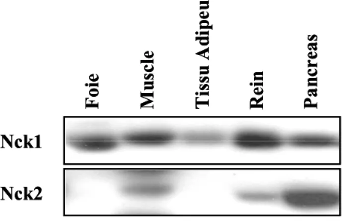 Figure 5 :  Niveaux d’expression de Nck1 et Nck2 dans différents tissus murins  43 © Latreille, M