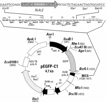 Figure 9 : Carte du plasmide pEGFP-C1-Nck2 
