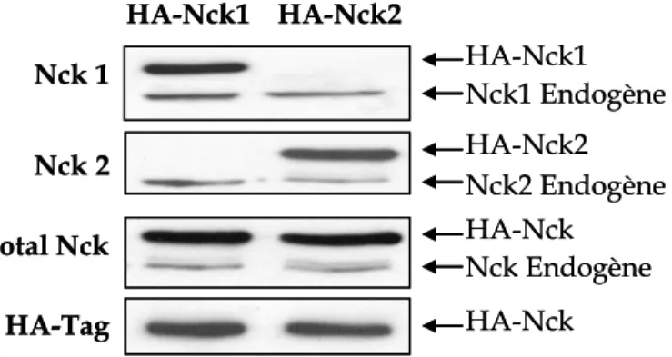 Figure 10 : Analyse des anticorps spécifiques  contre Nck1 et Nck2  107  © Louise Larose, 2000