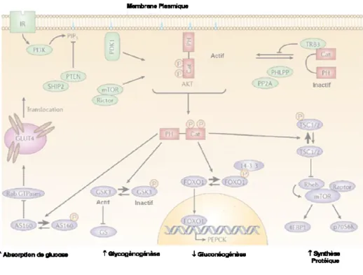 Figure 1.4 Transduction du signal par la voie de signalisation du récepteur insuline (adapté de  Taniguchi et al