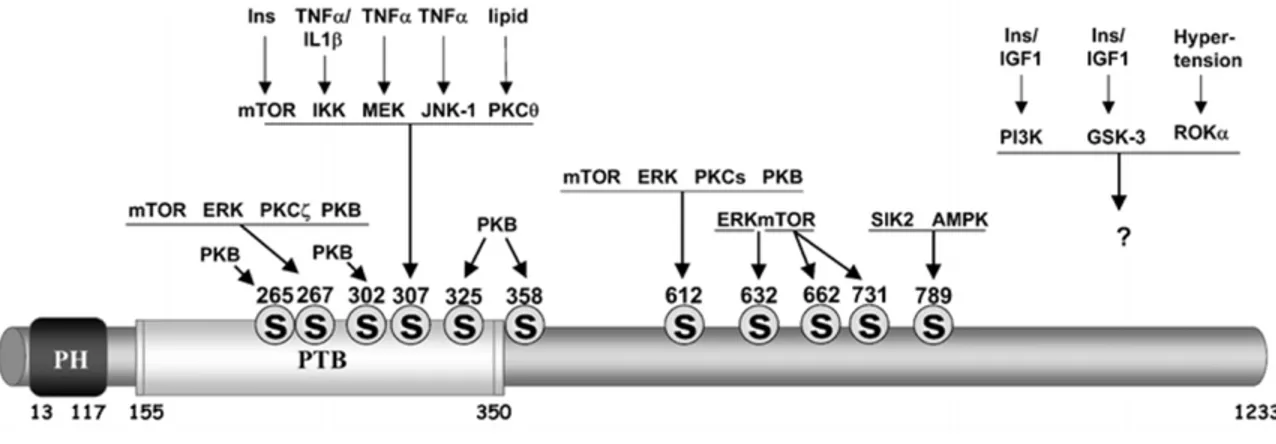 Figure 1.5 Résidus sérine/thréonine phosphorylés sur IRS1 en réponse à différents facteurs