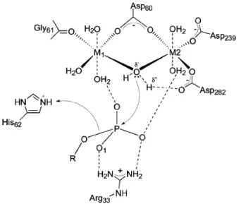 Figure 1.10. Mécanisme possible de la déphosphorylation d’une sérine/thréonine par PPM1A (tirée de  Jackson et al