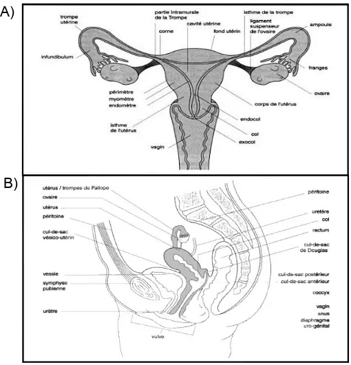 Figure 1. Anatomie du système reproducteur féminin [6]  A)  Vue Frontale 