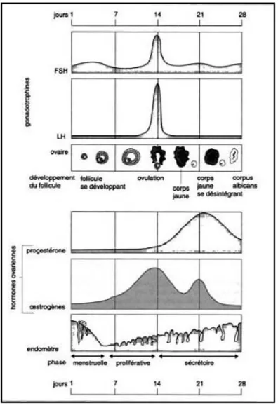 Figure 4. Cycles menstruel et ovarien [6] 