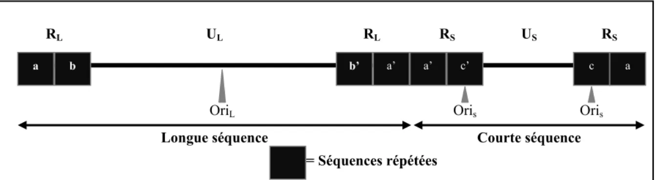 Figure 1 : Schéma représentant le génome de HSV-1. 