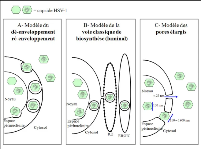Figure 2 : Schématisation des modèles de transport hors du noyau de la cellule hôte  pour le virus HSV-1