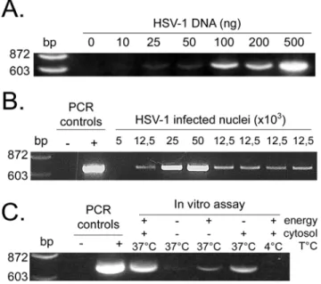 FIG. 3. Quantitative analysis by PCR of capsids released. (A) Variousamounts of purified  HSV-1 DNA were amplified by PCR withUL20-specific primers under limited cycling  conditions (see Materials and Methods)