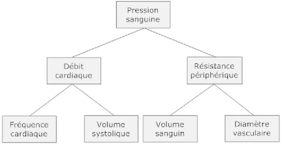 Figure 1: Principaux facteurs influençant la pression sanguine. 
