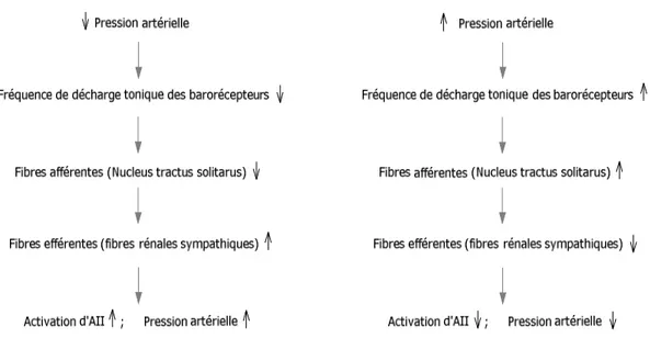 Figure  2:  Schéma  des  adaptations  entraînées  par  le  baroréflexe  lors  d’une  fluctuation  de  la  pression artérielle