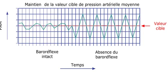 Figure  3:  Rôle  du  baroréflexe  dans  le  maintien  de  la  valeur  cible  de  la  pression  artérielle  moyenne