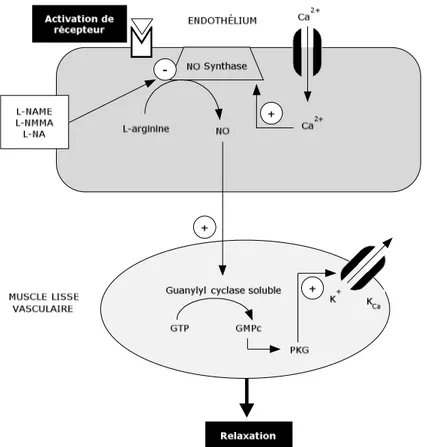 Figure 6: Représentation de la cascade de signalisation impliquée dans la relaxation dépendante  de l’endothélium du muscle lisse