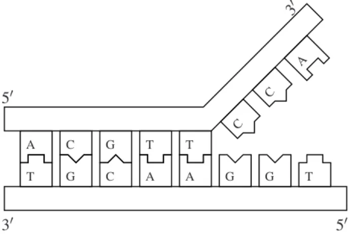Figure 1.1: Schématisation d’une molécule d’ADN double brins illustrant la complémentarité