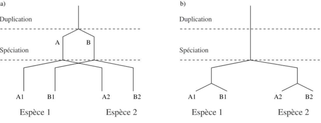Figure 1.6: Conséquence de l’évolution concertée sur les arbres de gènes inférés. À gauche,