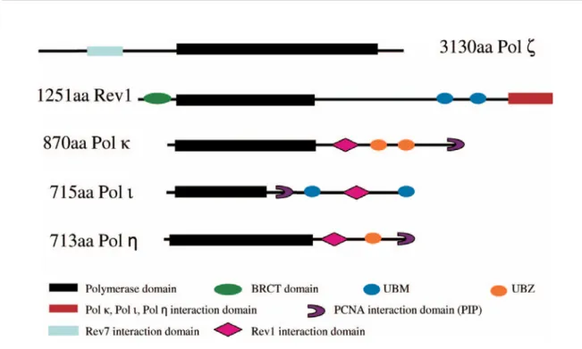 Figure 1.5 : Illustration graphique des TLS polymérases et leurs domaines  protéiques