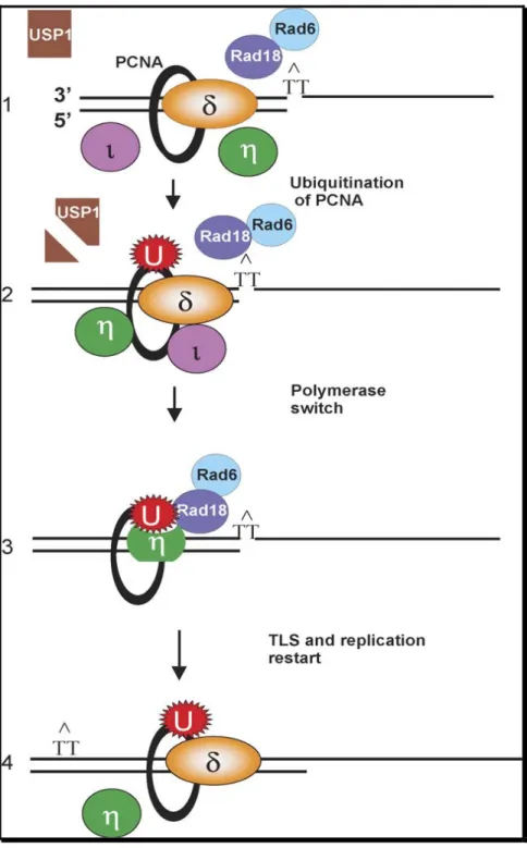 Figure 1.6: Modèle suggéré pour le recrutement des TLS polymérases. 