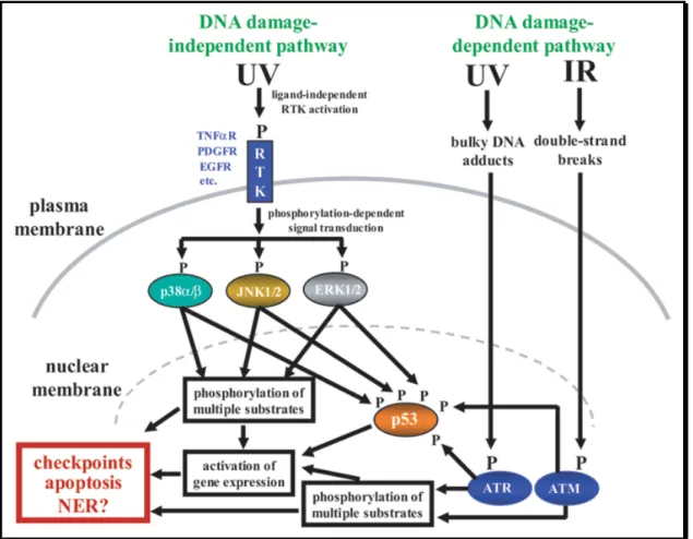 Figure 1.7 : Les principales voies de signalisation en réponse aux UV. 