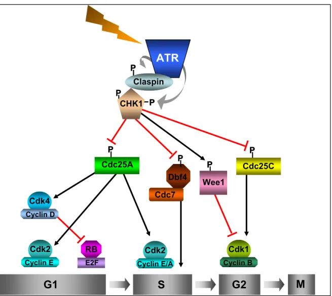 Figure 1.9 : La régulation du cycle cellulaire par ATR. 