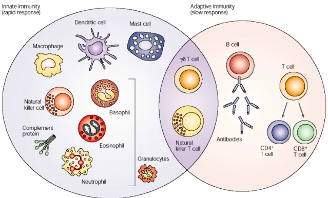 Figure 3. Immune and adaptive immune cells.  