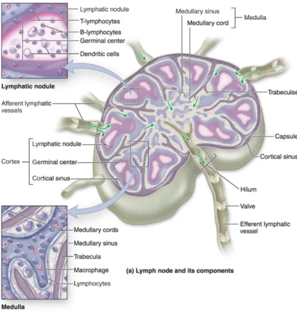 Figure 4. Histology of a lymph node.  