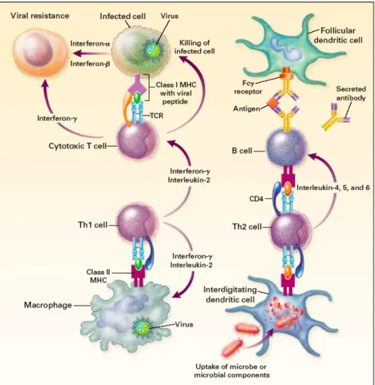 Figure 5. Lymphocyte immune response activation.  