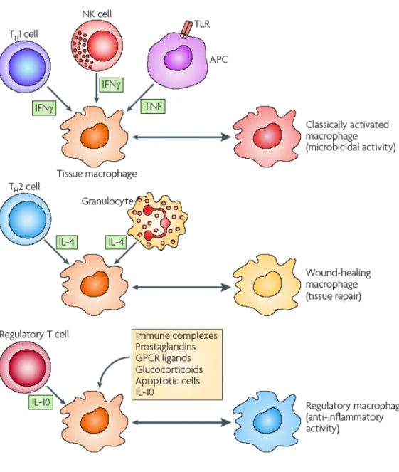 Figure 6. Human macrophage phenotypes.  