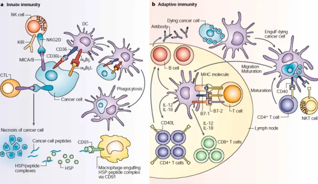 Figure 7. Direct and indirect pathways of tumor cell recognition by innate and  adaptive immune cells