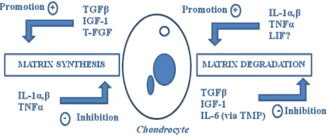 Figure 3 : L’homéostasie du cartilage contrôlée par les cytokines. Le schéma ci-dessus  montre l’effet de différentes cytokines pro-inflammatoires sur la MEC