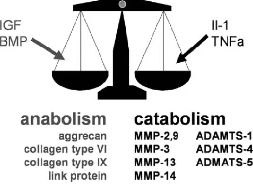 Figure 4 :  Le déséquilibre anabolique et catabolique. Dans l’arthrose, la  production des facteurs cataboliques sont plus favorisés que celle des facteurs  anaboliques, ce qui mène à la destruction éventuelle du cartilage au niveau de  l’articulation (Aig