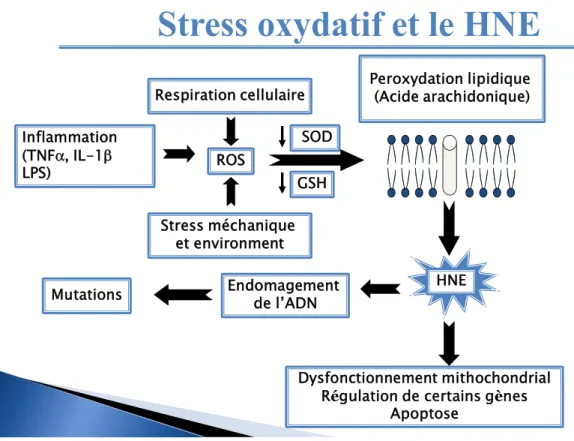Figure 7 :  Le stress oxydatif et le 4-Hydroxynonénal (HNE). Les radicaux libres  d’oxygène sont capables d’attaquer la membrane cellulaire et induire la peroxydation  lipidique qui aboutira à la production du HNE.