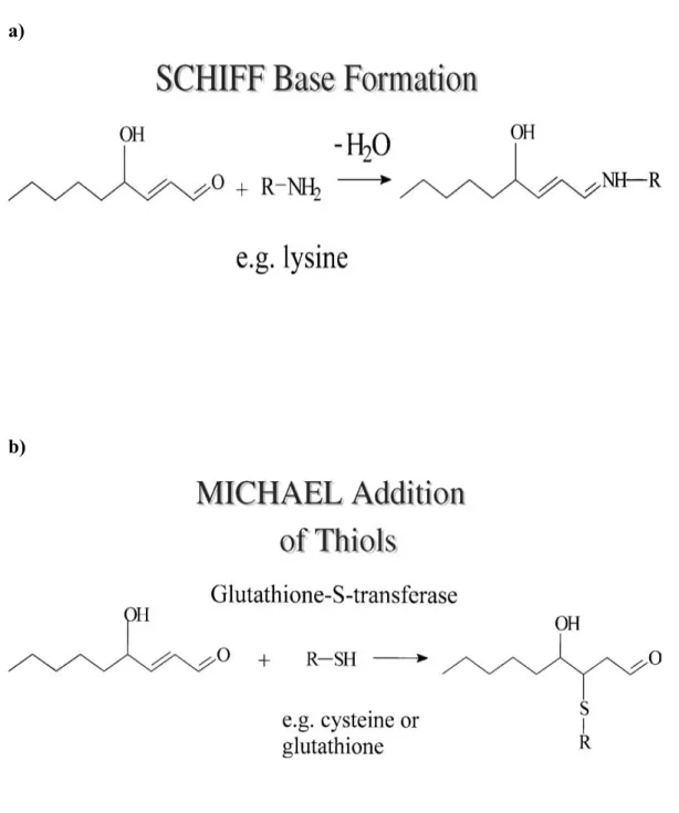 Figure 10: La complexation du 4-Hydroxynonénal (HNE) avec d’autres molécules. Ce  sont deux réactions où le HNE se lie avec des amines (a) ou des thiols (b) (Schaur, 2003)