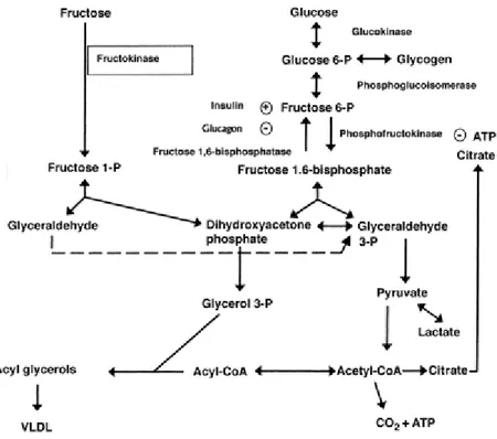 Figure 1: Metabolic pathways for fructose; Adapted from Elliott et al (2002). 