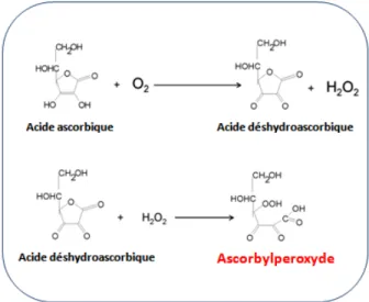 Figure 1: Schéma simplifié de la formation de l'ascorbylperoxyde : 