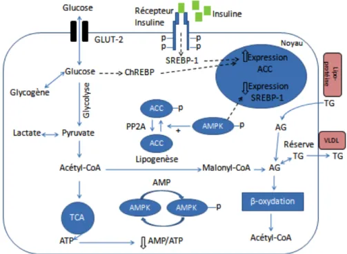 Figure 3 : Résumé du métabolisme énergétique hépatique : 