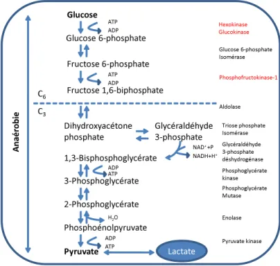 Figure 4 : Schéma résumant la glycolyse cytoplasmique et ses dix réactions : 