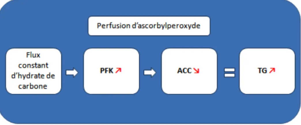 Figure 10 : Résumé sommaire des effets de l'AscOOH sur la lipogenèse 