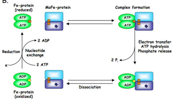 Figure 3. Représentation schématique du cycle d’activation de la nitrogénase (17). 
