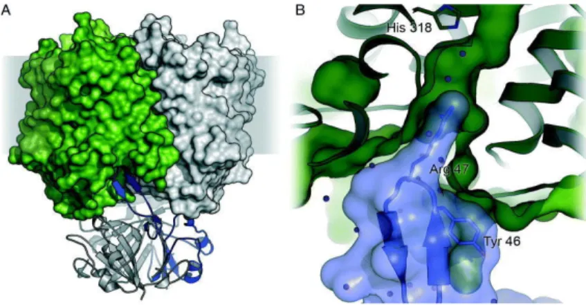 Figure  5.  Structure du complexe GlnK-AmtB d’E. coli. a. vue latérale du complexe.  b