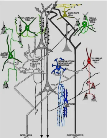 Figure 1. Diversité anatomique des neurones corticaux. 